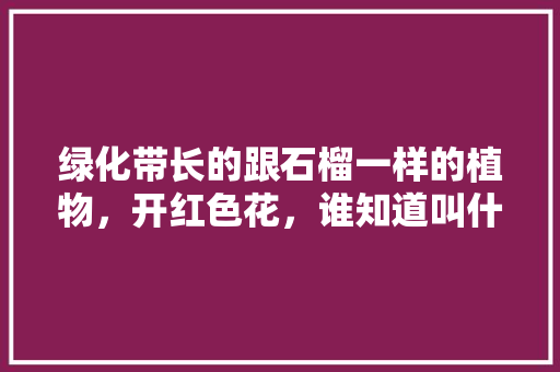 绿化带长的跟石榴一样的植物，开红色花，谁知道叫什么名字啊「紫金房屋吊顶装修技巧视频」