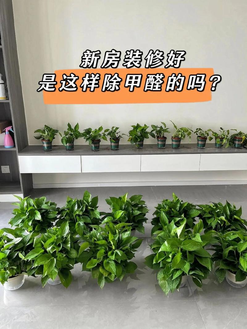 新房装修除甲醛攻略,打造健康家居环境 MI家设计百科 新房装修除甲醛攻略,打造健康家居环境 新房装修除甲醛攻略,打造健康家居环境 MI家设计百科